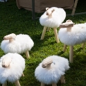 Hauskoja lampaita myynnissä